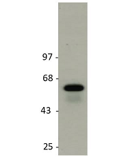 Figure 1: Detection of endogenous rat GLUT2 in rat liver membranes by immunoblotting using anti-GLUT2 (rat), pAb (IN119) (Prod. No. AG-25B-0043).