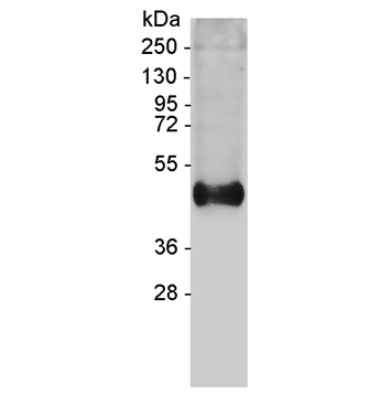 Western blot analysis of mouse kidney extract using anti-Slc7a8 [Lat2], pAb (AG-25T-0112) at a dilution of 1:800.