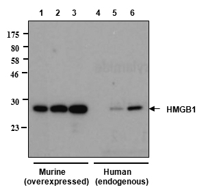 Western blot analysis of human and rat HMGB1 using anti-HMGB1, mAb (rec.) (GIBY-1-4) (Prod. No. AG-27B-0002)
Different amounts of cell extracts from HEK293T cells (3?g, 5?g and 30?g) either transfected with a plasmid coding for rat HMGB1 (l