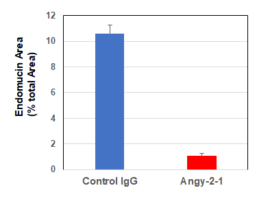 Structure of the recombinant antibody anti-Angiopoietin-2, mAb (rec.) (blocking) (Angy-2-1) (preservative free) (Prod. No. AG-27B-0016PF). The single chain variable human fragment (ScFv) selected by antibody phage display technology and specific to the an