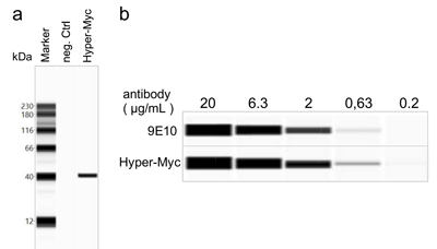 anti-c-Myc, mAb (rec.) (9E10 improved variant) (Fc Human)