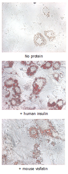 Insulin-mimetic effects on stimulated differentiating 3T3-L1 cells. 
10?g/ml Nampt (mouse) (rec.) (His) (Prod. No. AG-40A-0017) or human insulin was added to differentiating 3T3-L1 cells that had been stimulated with 1?M dexamethasone and 0.5m