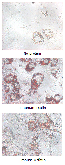 Insulin-mimetic effects on stimulated differentiating 3T3-L1 cells. 10microg/ml Nampt (mouse) (rec.) (His) (Prod. No. AG-40A-0017) or human insulin was added to differentiating 3T3-L1 cells that had been stimulated with 1microM dexamethasone and 0.5m