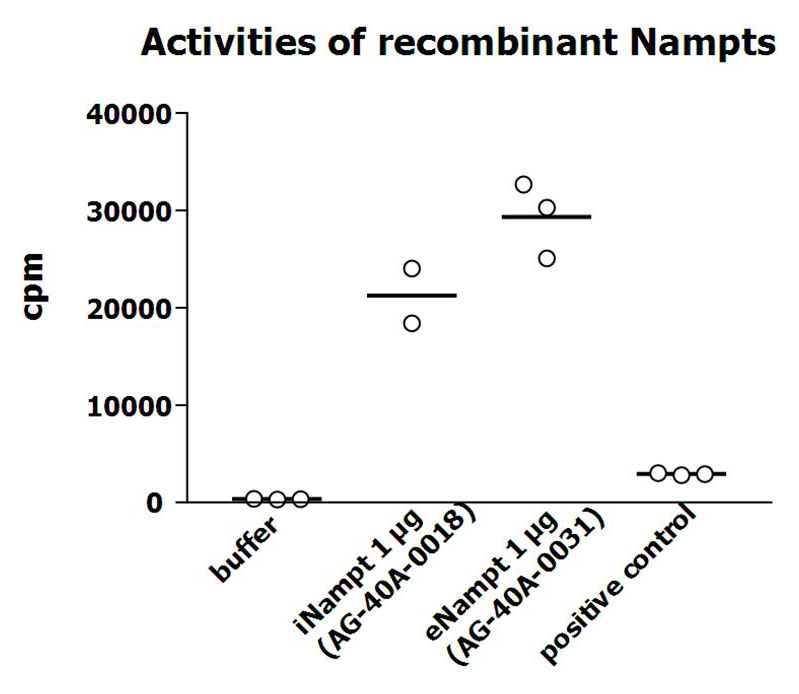 Measurement of NAMPT enzymatic activity was performed as described previously [G.C. Elliott, et al.; Anal Biochem 107, 199 (1980)]. The recombinant Nampt was diluted in assay buffer and 10?l per 50?l reaction mix were applied in the reaction mix (20