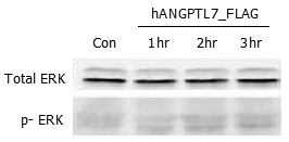 ERK phosphorylation induced by hANGPTL7 in THP-1 cells.
THP-1 monocyte cells were serum starved for 16hr and then stimulated with ANGPTL7 (human) (rec.) (Prod. No. AG-40A-0060) (500ng/ml) for 1, 2 and 3 hrs, respectively. Antibodies against pERK1/2