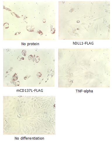 Adipogenesis inhibition of MSCs.
MSCs (Mesenchymal stem cells) were maintained in DMEM, supplemented with 10% fetal bovine serum, penicilin-streptomycin and glutamine. For differentiation of MSCs, MSCs were cultured in adipogenic medium which was gr