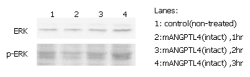 ERK phosphorylation induced by hANGPTL4 in THP-1 cells.
THP-1 monocyte cells were serum starved for 16hr and then stimulated with ANGPTL4 (mouse) (rec.) (Prod. No. AG-40A-0075) (500ng/ml) for 1, 2 and 3 hrs, respectively. Antibodies against pERK1/2