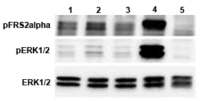 ERK and FRS2alpha phosphorylation induced by FGF-21 in bKlotho expressing cells.
bKlotho expressing cells were serum starved for 16hr and then stimulated with hFGF-21-His (competitor), FGF-21-Fc (Prod. No. AG-40A-0095), mCD137-Fc (Fc control) and