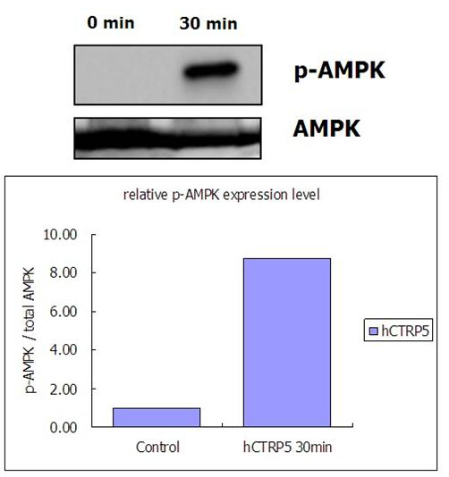 Recombinant  human CTRP5 (Prod. No. AG-40A-0142) activates AMPK signaling pathway in rat L6 myoblastes. Differentiated rat L6 myoblastes were stimulated with control buffer or 0.5?g/ml recombinant human CTRP5 for 30min. The cell lysate was subjec