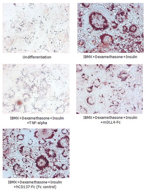 Adipogenesis inhibition of 3T3L1 cells. 3T3L1 cells were maintained in DMEM, supplemented with 10% fetal bovine serum, penicilin-streptomycin. Adipogenesis was initiated by adding 1?M Dexamethasone, 0.5mM IBMX, 10?g/m lnsulin (day 0) until day