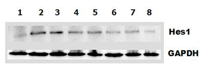 DLL1 (mouse):Fc (human) (rec.)