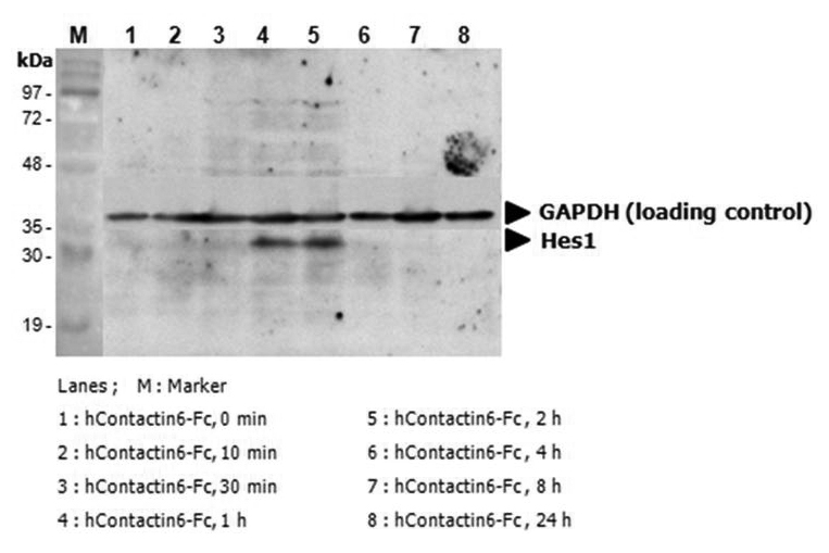 Induction of Hes-1 with the treatment of hContactin-6-Fc.
A mouse preadpipocyte cell line, 3T3L1, was stimulated with 5?g/ml of hContactin-6-Fc (Prod. No. AG-40A-0156) as in indicated time points and each cell lysate was prepared and subjected to