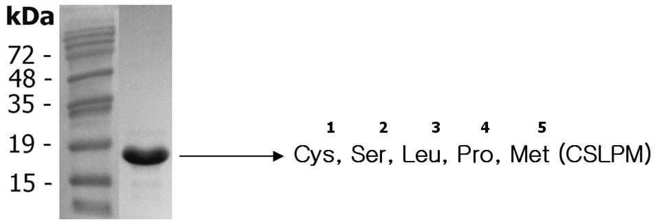 NH2-terminal sequence analysis.
