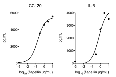 Flagellin (AG-40B-0025) activates TLR5 in vivo. Method: Mice WT are injected i.v. with indicated doses of Flagellin (Prod. No. AG-40B-0025). After 2 hours, levels of CCL20 and IL-6 in the serum were measured by ELISA. As a control, mice TLR5