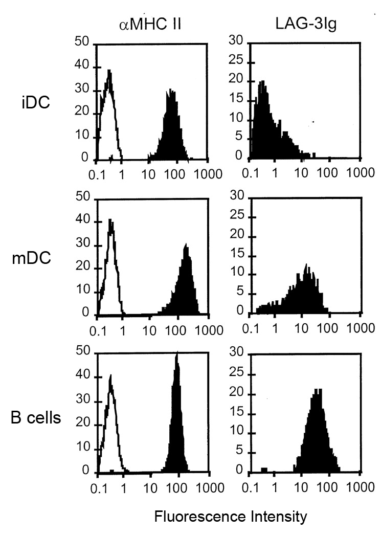 Binding of LAG-3 (human):Fc (human) (rec.) (Prod. No. AG-40B-0031) on dendritic and B cells. Method: Monocyte-derived immature DC (iDC), DC matured for 48h with LPS (mDC) and EBV-transformed B-cells are incubated with either an anti-