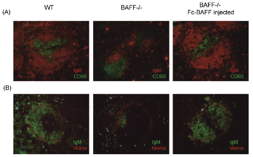 Restoration of the splenic T and B cell architecture in Fc-BAFF injected BAFFdeficient mice. BAFF deficient mice were injected at day 0 with 100mg BAFF (human):Fc (human) (AG-40B-0120) intravenously and at day 14 with 50mg BAFF (human):Fc (human) intraper
