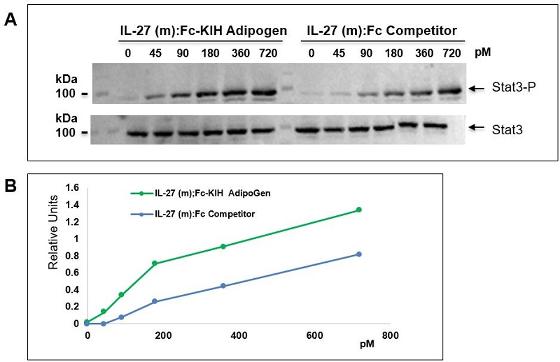 IL-27 (mouse):Fc-KIH (human) (rec.) (#AG-40B-0236) (Heterodimer) is more active than an IL-27 (mouse):Fc from a competitor (Dimer of Heterodimer). Method: 5x104 HepG2 cells (a human hepatocellular carcinoma cell line) are treated with IL-27 (mouse):Fc-KIH (human) (rec.) (#AG-40B-0236, AdipoGen) or from IL-27 (mouse):Fc (human) from a competitor at different concentrations indicated on the figure for 15 minutes. Cells are lysed and cell extracts are separated by SDS-PAGE (12.5%) under reducing conditions, transferred to nitrocellulose overnight and incubated with anti-Phospho-Stat3 (Tyr705) (human), Rabbit Monoclonal (RM261) (#REV-31-1142-00) (1/1000) or anti-Stat3, Rabbit Monoclonal (RM465) (#REV-31-1357-00) (1/1?000). After the addition of an anti-rabbit secondary antibody coupled to HRP (1/10?000), proteins are visualized by a chemiluminescence detection system. A) Western Blot, B) Quantification figure of the Western Blot.