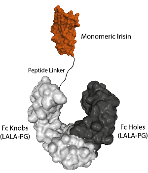 Figure 1: Protein structure of Fc (LALA-PG)-KIH (human):Irisin (monomeric) (rec.) (Prod. No. AG-40B-0246).