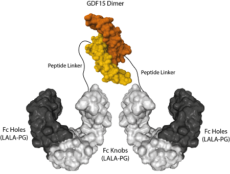 Figure 1: Protein structure of Fc (LALA-PG)-KIH (human):GDF15 (mouse) (rec.) (Prod. No. AG-40B-0245).