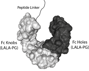 Figure 1: Protein structure of Fc (LALA-PG)-KIH (human) IgG1 Control (rec.) (Prod. No. AG-35B-0018).