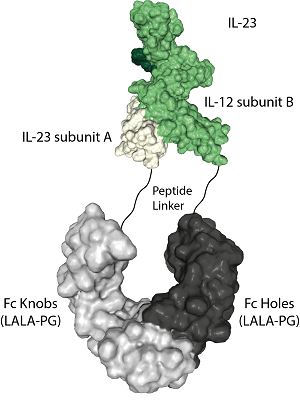 Figure 1: Protein structure of IL-23 (mouse):Fc (LALA-PG)-KIH (human) (rec.) (Prod. No. AG-40B-0248) containing a single heterodimer.