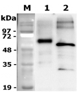 Deglycosylation of rat progranulin. To examine the deglycosylation of rat Progranulin-FLAG, 1 μg of rat progranulin is denatured with 1X glycoprotein denaturing buffer at 100°C for 10 minutes. After the addition of NP-40 and G7 reaction buffer, two