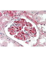 Immunohistochemical staining of adiponectin using anti-Adiponectin (human), mAb (HADI 773) (Prod. No. AG-20A-0001) in formalin-fixed and paraffin-embedded (FFPE) human kidney tissue (10µg/ml). 