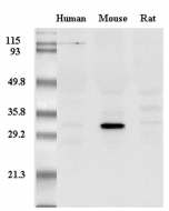Western Blot analysis of adiponectin in mouse, human and rat plasma using anti-Adiponectin (mouse), mAb (MADI 1147) (Prod. No. AG-20A-0003) at 0.2μg/ml.