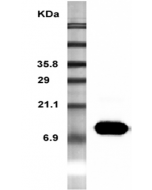 Western Blot analysis of recombinant resistin using anti-Resistin (mouse), mAb (MRES 06) (Prod. No. AG-20A-0004) at 1:5000 dilution.