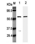 Western Blot analysis using anti-Listeria monocytogenes, mAb (P6007) (Prod. No. AG-20A-0022) at 1:5000 dilution.1: Recombinant L. monocytogenes p60. 2: Culture media of L. monocytogenes.