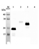Western blot analysis using anti-IL-33 (human), mAb (IL33026B) (Prod. No. AG-20A-0043) at 1:2'000 dilution. 1: Human IL-33 (His-tagged). 2: Human IL-33 (FLAG®-tagged). 3: Mouse IL-33 (FLAG®-tagged). 4: Other p