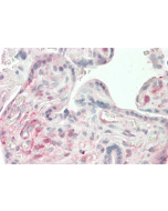 Immunohistochemical staining of ANGPTL4 using anti-ANGPTL4 (coiled-coil domain) (human), mAb (Kairos4-397G) (Prod. No. AG-20A-0047) in human placenta tissue (10µg/ml). This antibody has been tested in immunohistochemistry, analyzed by an anato