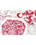 Immunohistochemical staining of Ribosomal Protein S3 using anti-Ribosomal Protein S3 (human), mAb (RP159-1) (Prod. No. AG-20A-0048) in human kidney tissue (5µg/ml). This antibody has been tested in immunohistochemistry, analyzed by an anatomic