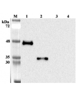 Western blot analysis using anti-ANGPTL7 (human), mAb (Kairos 397-7) (Prod. No. AG-20A-0055) at 1:1'000 dilution.1: Human ANGPTL7.2: Human ANGPTL7 (FLD).3: Human ANGPTL7 (CCD).4: Human visfatin (FLAG®-tagged) (negative c