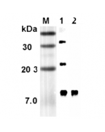 Western blot analysis using anti-RELM-α (rat), mAb (RREL 803) (Prod. No. AG-20A-0061) at 1:5'000 dilution.1: Rat RELM-α (His-tagged).2: Mouse RELM-α Fc-protein.