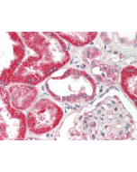 Immunohistochemical staining of FGF-19 using anti-FGF-19 (human), mAb (FG369-1) (Prod. No. AG-20A-0066) in formalin-fixed and paraffin-embedded (FFPE) human kidney tissue (15µg/ml).