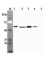 Western blot analysis using anti-Calreticulin (human), mAb (CR213-2AG) (Prod. No. AG-20A-0079) at 1:2'000 dilution.1: Human Calreticulin (His-tagged).2: HEK 293T cell lysates (100μg).3: HepG2 cell lysates (100μg).4: THP1 cell