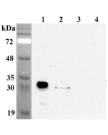 Western blot analysis using anti-NQO1 (human), mAb (Skiny-1) (Prod. No. AG-20A-0086) at 1:5'000 dilution.1: Human NQO1 (His-tagged).2: A549 cell lysate.3: Unrelated (His-tagged) (negative control).4: Unrelated (His-tagged) (negativ