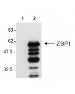 Western Blot analysis of mouse ZBP1 in L929 cells by using anti-ZBP1, mAb (Zippy-1) (Prod. No. AG-20B-0010).
Cell extracts from L929 cell either unstimulated (lane 1) or stimulated for 24h with poly(dA.dT) poly(dT.dA) at 3μg/ml (lane 2) were reso