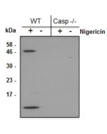Mouse Caspase-1 (p10) is detected by immunoblotting using anti-Caspase-1 (p10) (mouse), mAb (Casper-2) (Prod. No AG-20B-0044). Method: Caspase-1 was analyzed by Western blot in supernatants of differentiated bone marrow-derived dendritic cells (BMD