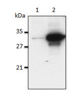 Mouse IL-1α is detected by immunoblotting using anti-IL-1α (mouse), mAb (Bamboo-1) (Prod. No. AG-20B-0050). Method: IL-1α was analyzed by Western blot in cell extracts of differentiated bone marrow-derived dendritic cells (B