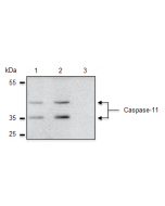 Caspase-11 is specifically detected in mouse extracts by anti-Caspase-4/11 (p20), mAb (Flamy-1) (AG-20B-0060). Method: Caspase-11 is analyzed by Western blot in mouse cell extracts of immortalized bone marrow-derived macrophages (iBMDM), which are 