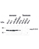 Western blot using anti-Caspase-8 (mouse), mAb (1G12) (Prod. No. AG-20T-0137) detecting endogenous caspase-8 in various mouse cell line, but not in human cell lines.