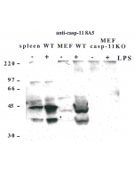 Western blot using anti-Caspase-11 (mouse), mAb (8A5) (Prod. No. AG-20T-0139) detecting endogenous caspase-11 in mouse spleen and lymph node as two bands of 43 and 38 kDa after exposure to LPS.