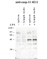 Western blot using anti-Caspase-11 (mouse), mAb (4E11) (Prod. No. AG-20T-0140) detecting endogenous caspase-11 in mouse spleen and lymph node as two bands of 43 and 38 kDa after exposure to LPS.