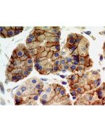 Immunohistochemical analysis of TLR9 in paraffin-embeded sections of human stomach tissue using anti-TLR9, mAb (ABM1C51) (AG-20T-0308) at 5µg/ml.