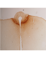 Immunohistochemical staining of rat hypothalamus using anti-adiponectin (rat), pAb (Prod. No. AG-25A-0005) at 1:1'000 dilution.