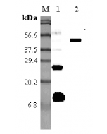 Western blot analysis using anti-RELM-α (mouse), pAb (Prod. No. AG-25A-0010) at 1:5'000 dilution.
1: Mouse RELM-α.
2: Mouse RELM-α Fc-protein.
