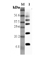 Western blot analysis using anti-RELM-α (rat), pAb (Prod. No. AG-25A-0011) at 1:5'000 dilution.
1: Rat RELM-α.