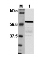 Western blot analysis using anti-Listeria sp. p60, pAb (Prod. No. AG-25A-0019).
1: Culture media of Listeria monocytogenes.
